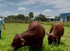 Bred American Red Show Heifers