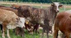 Tigerstripe & Chocolate Braford Replacement Heifers