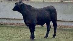 Open Golden Certified F1 Brangus Heifer