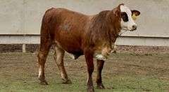Open F1 Braford Heifer