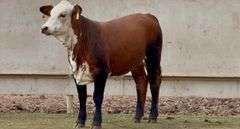 Open Chocolate Braford Heifer