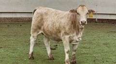 Open Buckskin Beefmaster Heifer