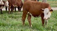 Hereford Replacement Heifers
