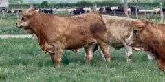 Charolais Beefmaster Cross Replacement Heifers