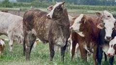 Tigerstripe & Chocolate Braford Replacement Heifers