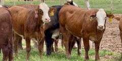 Tigerstripe & Chocolate Braford Replacement Heifers