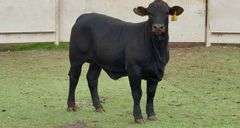 Open Beefmaster Heifer