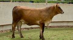 Bred Braunvieh Brahman Cross Heifer
