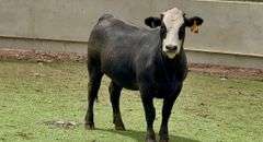 Bred Black Whiteface Heifer