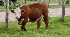 Hereford Replacement Heifers