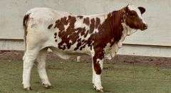 Open Paint Beefmaster Heifer