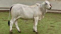 Open Brahman Heifer