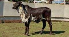 Open Sardo Negro Heifer