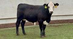 Bred Black Whiteface Heifer