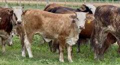Tigerstripe & Chocolate Braford Replacement Heifers