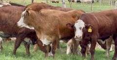 Tigerstripe & Chocolate Braford Replacement Heifers