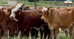 Tigerstripe & Chocolate Braford Replacement Heifers