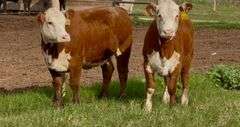 Hereford Replacement Heifers