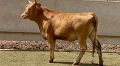 Open Akaushi Heifer