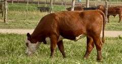 Hereford Replacement Heifers