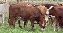 Tigerstripe & Chocolate Braford Replacement Heifers
