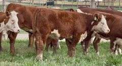 Hereford Replacement Heifers