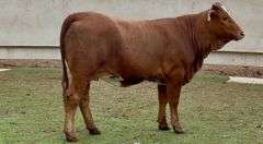 Bred Beefmaster Heifer