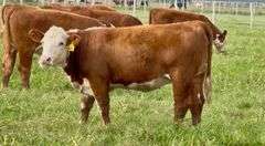 Hereford Replacement Heifers