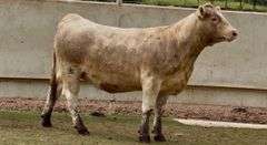 Open Charolais Heifer