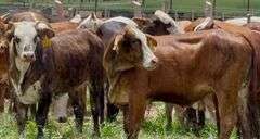 Tigerstripe & Chocolate Braford Replacement Heifers