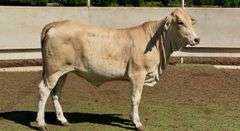 Open Charbray Heifer