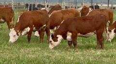 Hereford Replacement Heifers