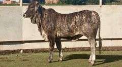 Open Tigerstripe Heifer