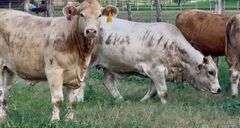 Charolais Beefmaster Cross Replacement Heifers