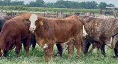 Tigerstripe & Chocolate Braford Replacement Heifers