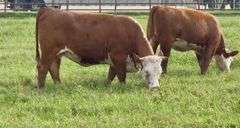 Hereford Replacement Heifers