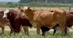 Tigerstripe & Chocolate Braford Replacement Heifers