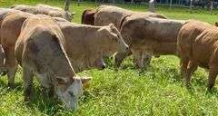 Charolais Beefmaster Cross Replacement Heifers