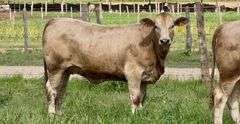 Charolais Beefmaster Cross Replacement Heifers