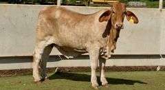 Open Brahman Cross Heifer
