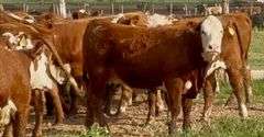 Hereford Replacement Heifers