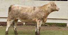 Open Charolais Heifer
