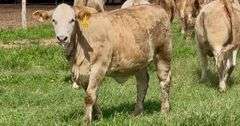 Charolais Beefmaster Cross Replacement Heifers
