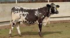 Open Brahman Cross Heifer