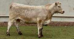 Open Charolais Heifer