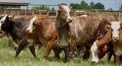 Tigerstripe & Chocolate Braford Replacement Heifers