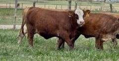 Tigerstripe & Chocolate Braford Replacement Heifers