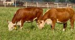 Hereford Replacement Heifers