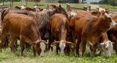 Tigerstripe & Chocolate Braford Replacement Heifers