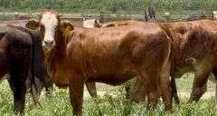 Tigerstripe & Chocolate Braford Replacement Heifers